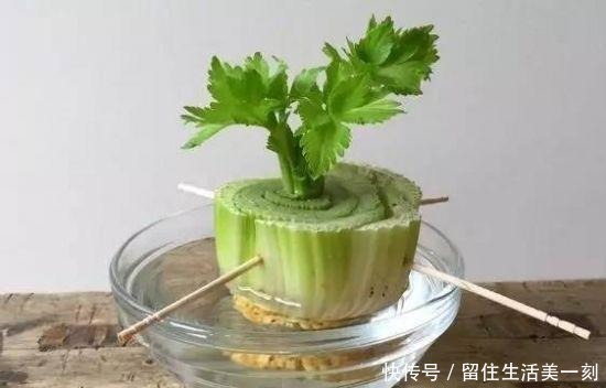 5种吃剩的菜根别丢,种出漂亮的小盆栽,不花一分钱,比花还漂亮!