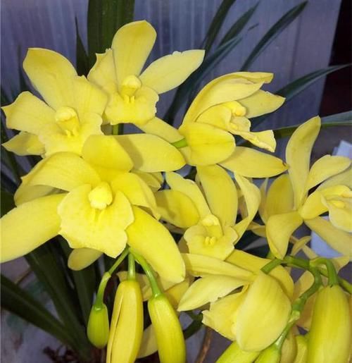  花色|成活率最高的兰花，新手也能养活，它花色像黄金，兰香能飘十里