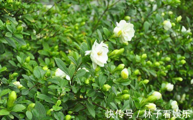 花期|马上就是栀子花的花期了，提前做好几点，花苞多，开花又大又香
