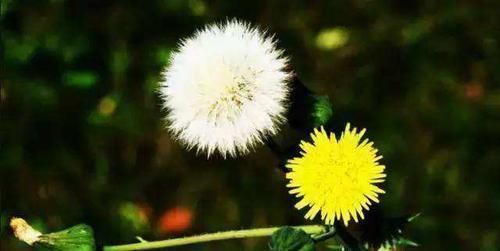 蒲公英属|每天用蒲公英泡水喝好处多,但此3点需注意