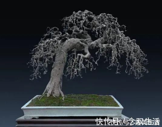 叶片|盆景制作技法夏天来到，盆景脱衣换锦，有6种好处