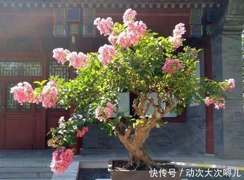 浇水|家里有这10种花，多修剪少浇水，能养成高价盆景