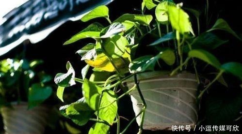 漂亮|养花要学会“浇花”,3种花,浇水越勤快,长得越漂亮!
