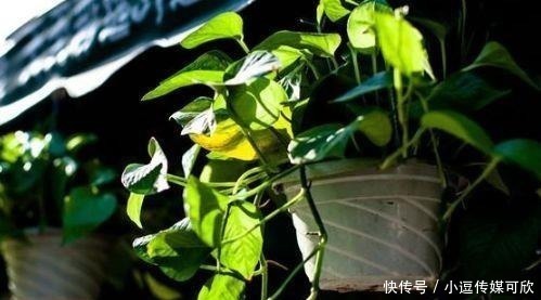 漂亮|养花要学会“浇花”，3种花，浇水越勤快，长得越漂亮！