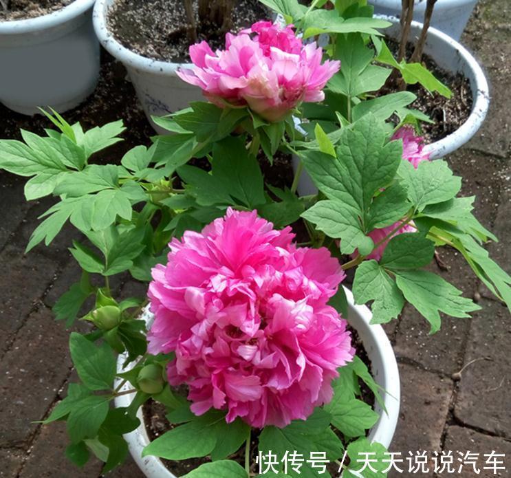 立冬后，养这10种花，切记不能多浇水，养不活都是由于手太勤