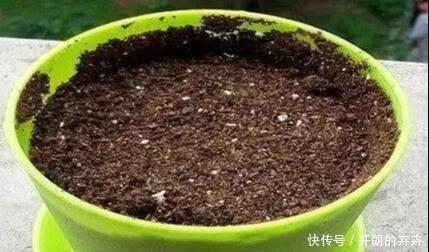 厉害!洗衣粉才是最好的养花帮手,怎么不早点告诉我