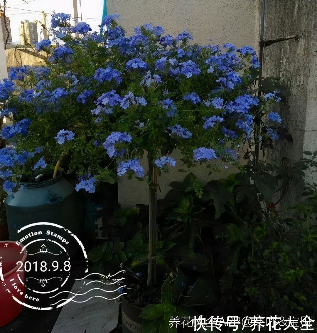 马齿苋花|山东马齿苋老桩，年年开花像小树，网友直呼：假的吧