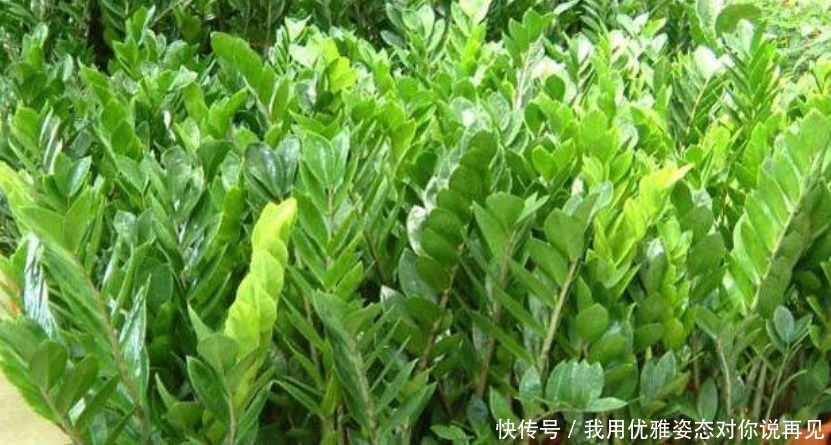 年后赶紧“插”下3种花,10天就生根,好养易活,2月就爆盆!