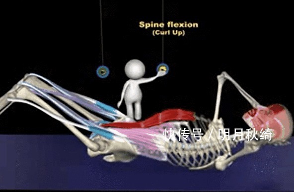 髂腰肌|辛苦地练腹肌却没有效果你要知道7大误区,才能让虐腹事半功倍