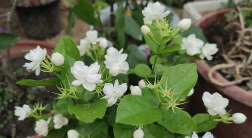 旺盛|3种花不要怕修剪，剪的越很长势越旺盛，不然越变越丑