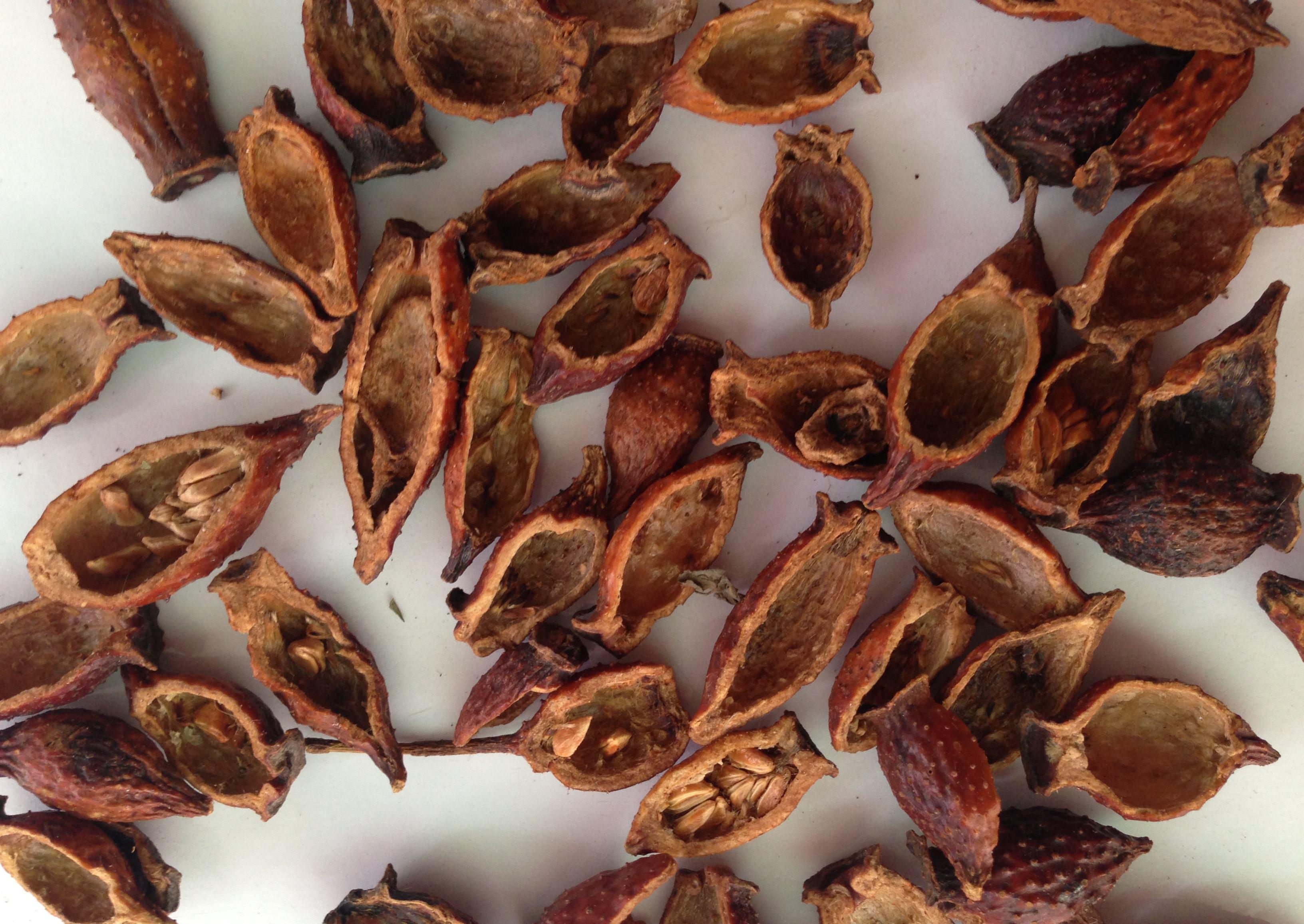 榨成|乡下踏秋,发现一“黄刺果”,以往只有穷人吃,如今榨成汁后红了