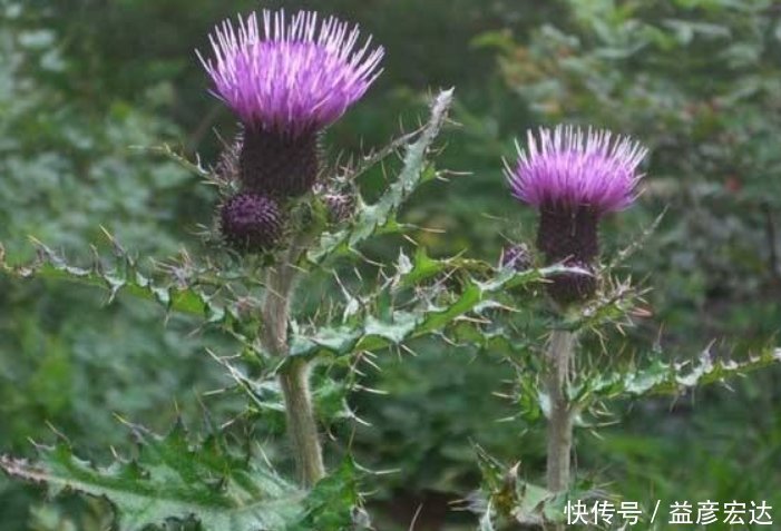 农村|农村这种野菜，若见到请带回家，是治肝炎良药，泡茶喝更长寿