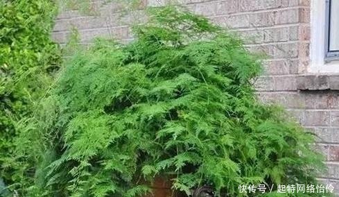 长爆|文竹快速“长爆盆”有秘诀,关键要“春剪”,蹭蹭冒出“小笋芽”