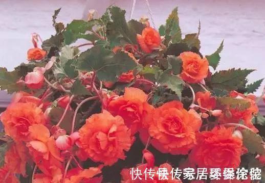 家里这些花卉吊起来养,既增加了观赏价值,又节省了养殖空间
