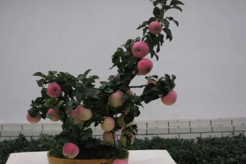 阳台养花过时了,盆栽这2款果树,赏花有果子吃,真令人羡慕