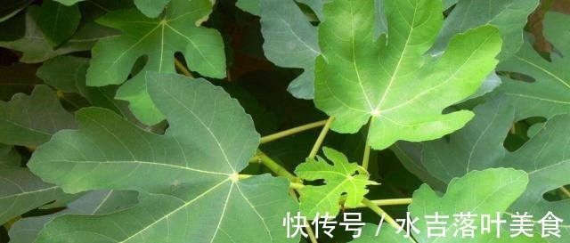 无花果树浑身是宝！成熟的果实软糯香甜，枝叶还有这3大妙用！