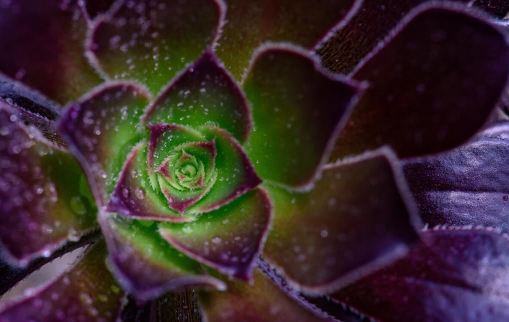 黑法师|有一种多肉叫黑法师，注意这4点，养成老桩价值高