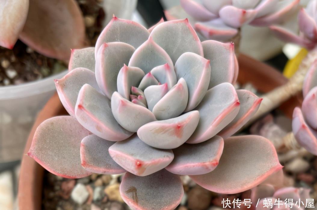 尽管红粉佳人是普货多肉品种,但是出状态之后,一点都不比贵货差