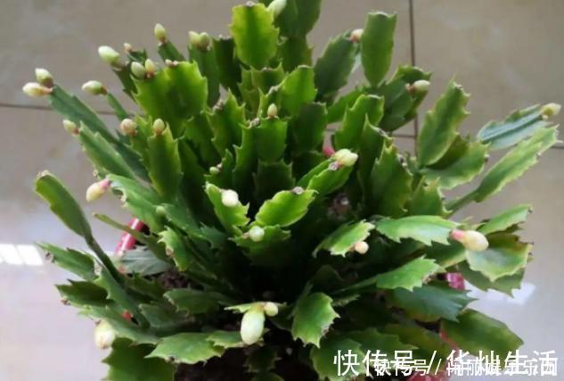 浇水|如何养殖蟹爪兰,让它长得快、开花多、状态好?