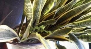 虎皮兰叶子“疲软无力”加点“硬硬肥”，10天让“它”挺起来！