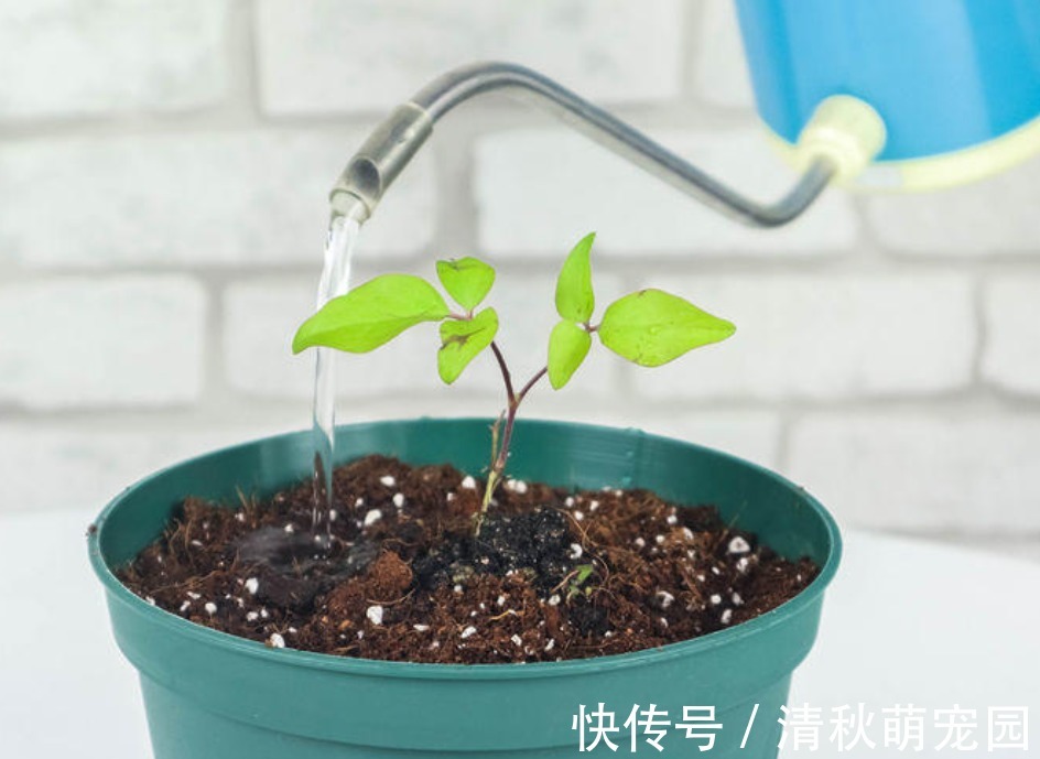 雨水|浇花用什么水好?自来水、雨水、生活废水,哪个更合适?