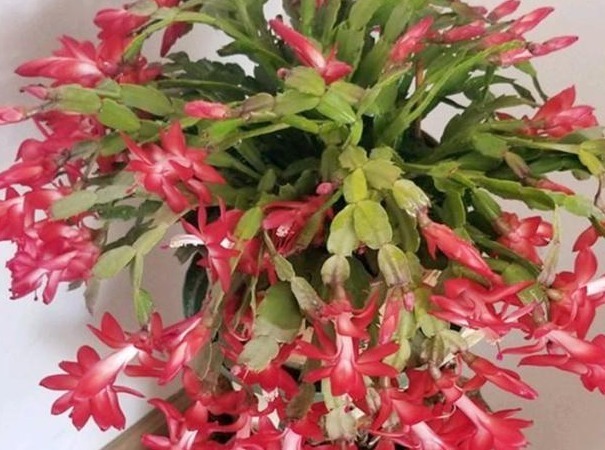 叶子|蟹爪兰叶子“打焉”,用这个“小方法”,叶片肥厚,长势更旺!