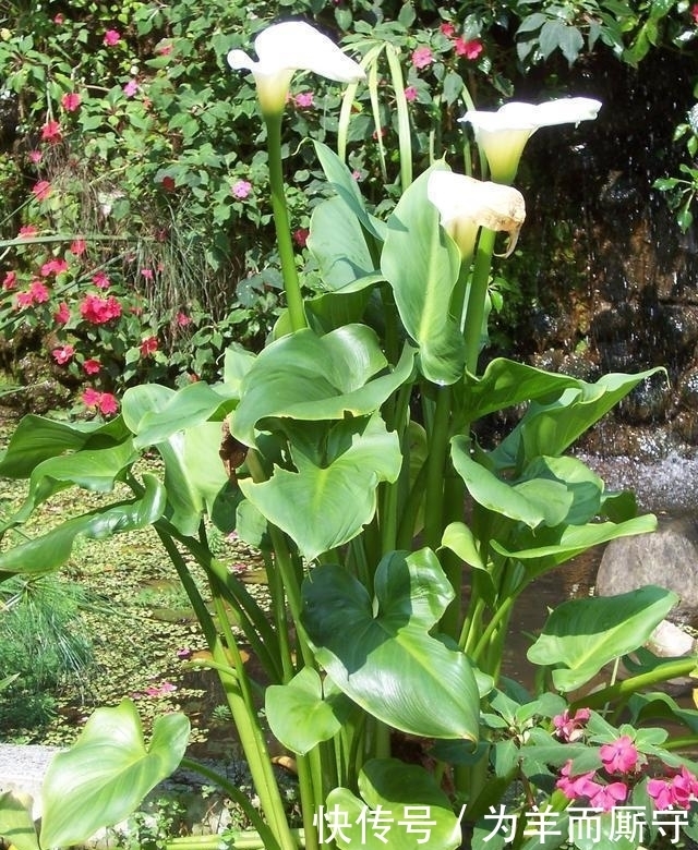 含羞草碱|这五种绿植毒性非常大,家里有小孩的话尽量摆出来!