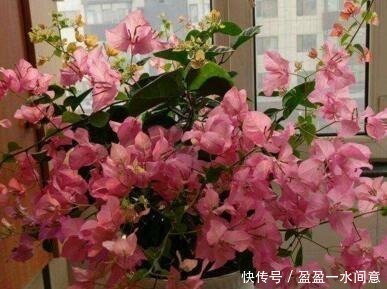 春天养花不用愁，藏厨房里的“它”，取出1勺浇盆里，啥花都疯长！