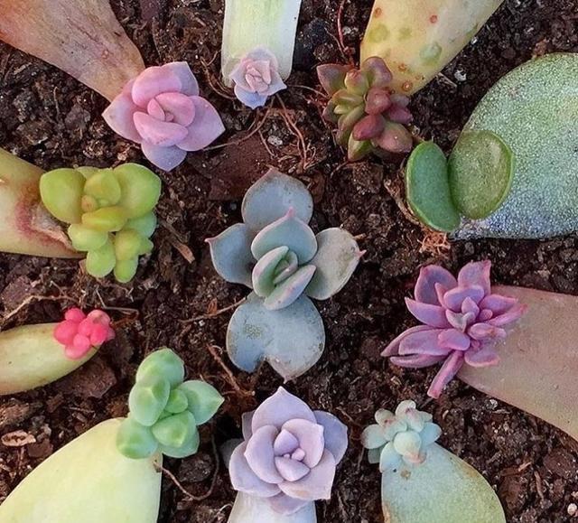 多肉植物|想扦插多肉,注意这三个小细节,催出冒芽,成功率提高一倍