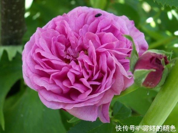 20款古老月季。数百年唯美传承,个个经典又抗病。远胜现代月季