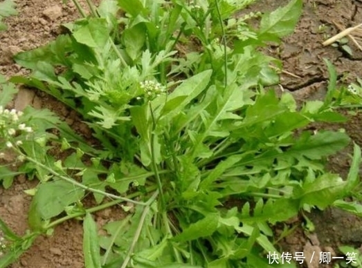 水芹菜|农村地里被遗忘的这些野菜，最后一种基本没人知道，你都知道吗？