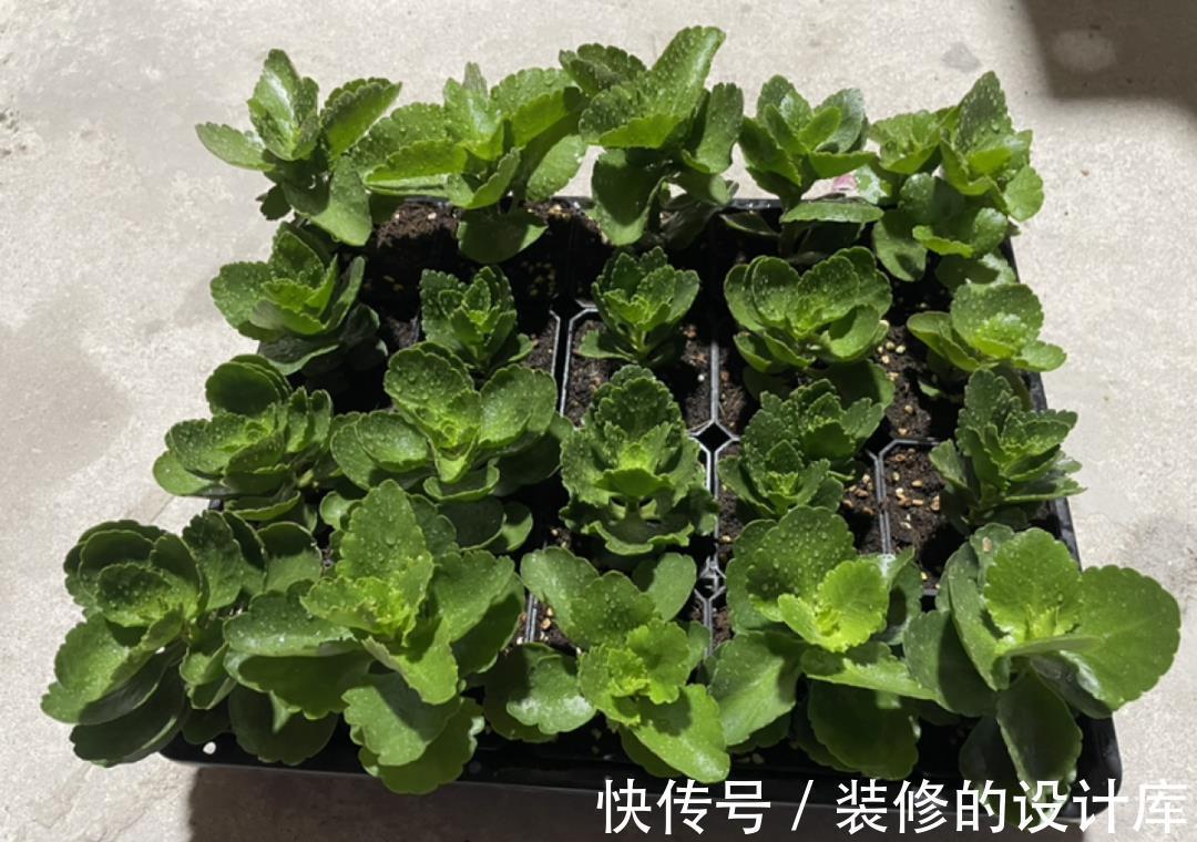 芦荟|8种花像“老母猪”,种一棵,生一窝,多得没地方养