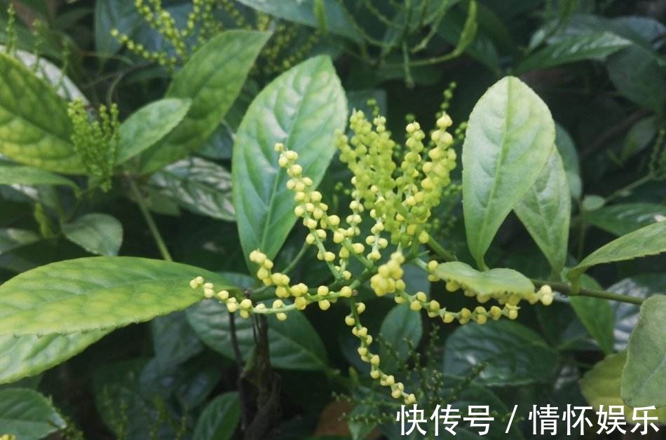 这花开起来像小金珠，香味胜似香兰，整栋楼邻居都被迷倒！