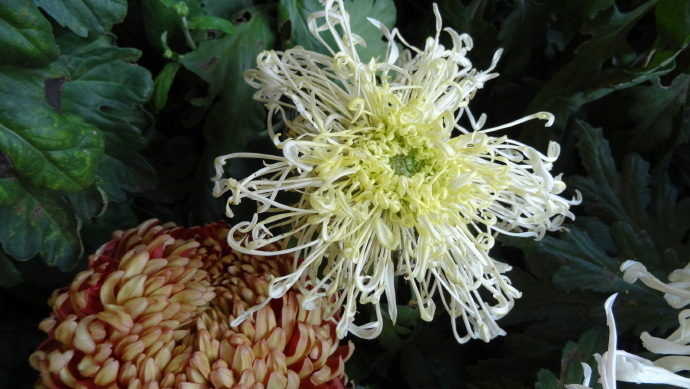 喜欢菊花，不如养盆“珍品名菊”绿窗纱影，似长发少女，纱影朦胧