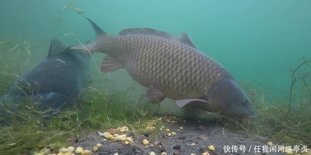 弄明白顶漂的原因，提竿抓口，中鱼率不比顿口差