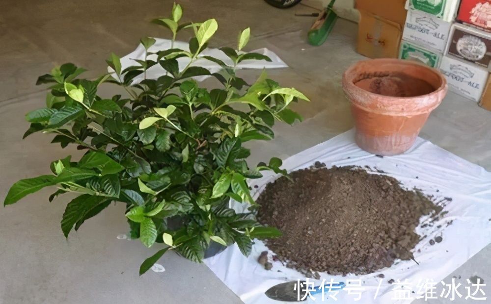 养花土里加四样，土壤疏松肥沃，花儿根系粗壮长得旺