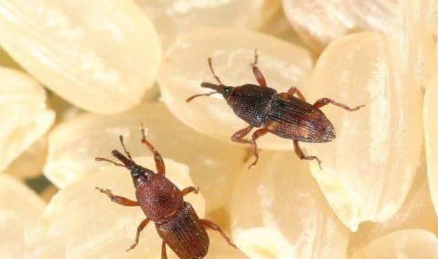 米放久了就生虫,那这些虫子是从哪来的难道是凭空出现的吗