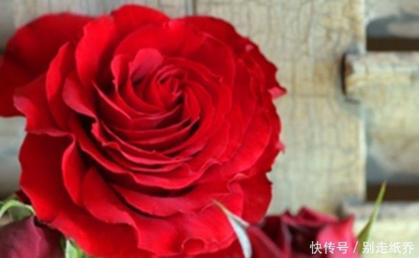  3种花超让人喜欢，美若牡丹芍药，又美又香，花期长，盆栽也可以