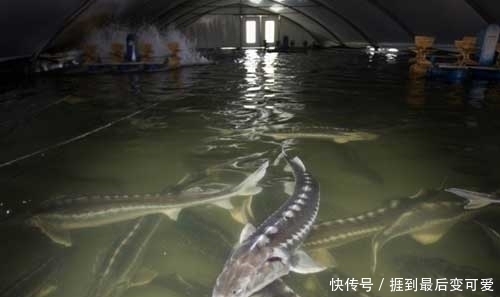 食物|它被称为食物中的“黑黄金”,吃一口相当于吃掉一套房子