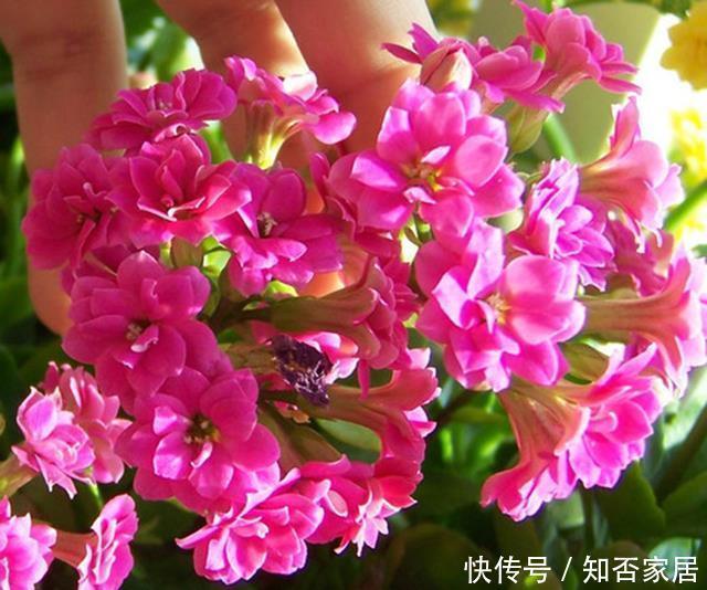 冬天养长寿花，几个小窍门，叶子碧绿，层层叠叠开满花