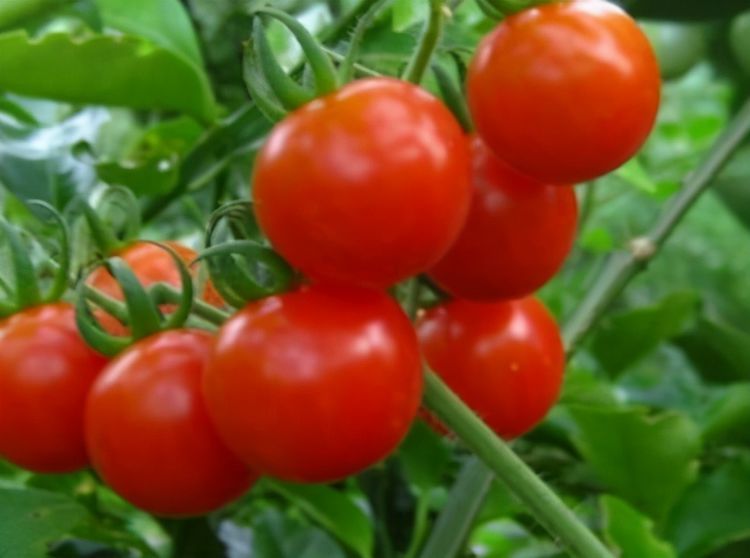 人到中年想长寿，不妨多吃3种食物，消脂减肥，有益健康！