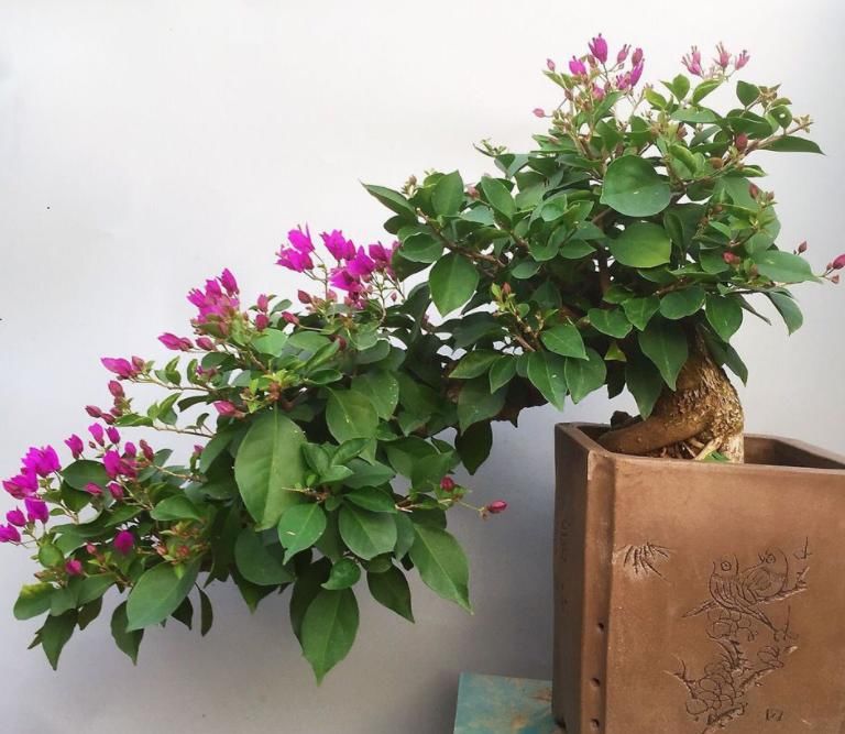 盆栽三角梅该怎么催花？谨记2点，轻松达到目的