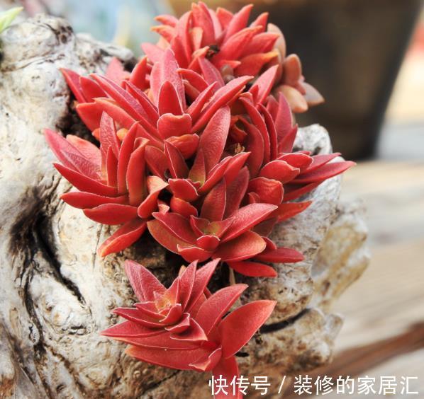 多肉火祭养不红？教你4个小技巧，叶片红似火，越长越迷人