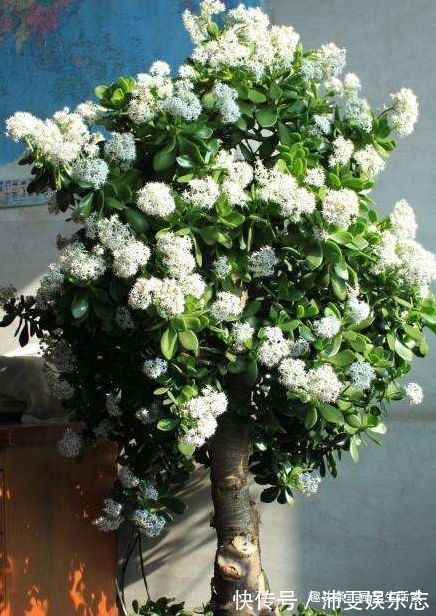 此花被称作“厚脸皮树”,殊不知,它旺宅还养人,能当“传家宝”