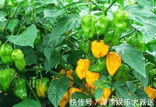 肌肤|女性不想脸生黑斑,不妨常吃以下食物,补充蛋白质,减缓肌肤衰老