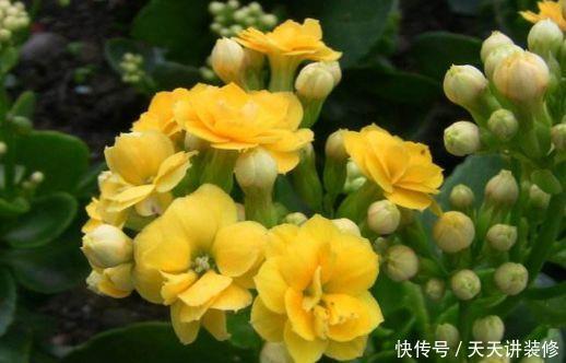 几款花卉,花朵小巧玲珑,幽香暗淡,花型圆滚惹人爱