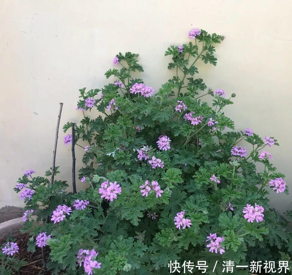 7种花插土里,立马长满院子,蚊虫不敢靠近!