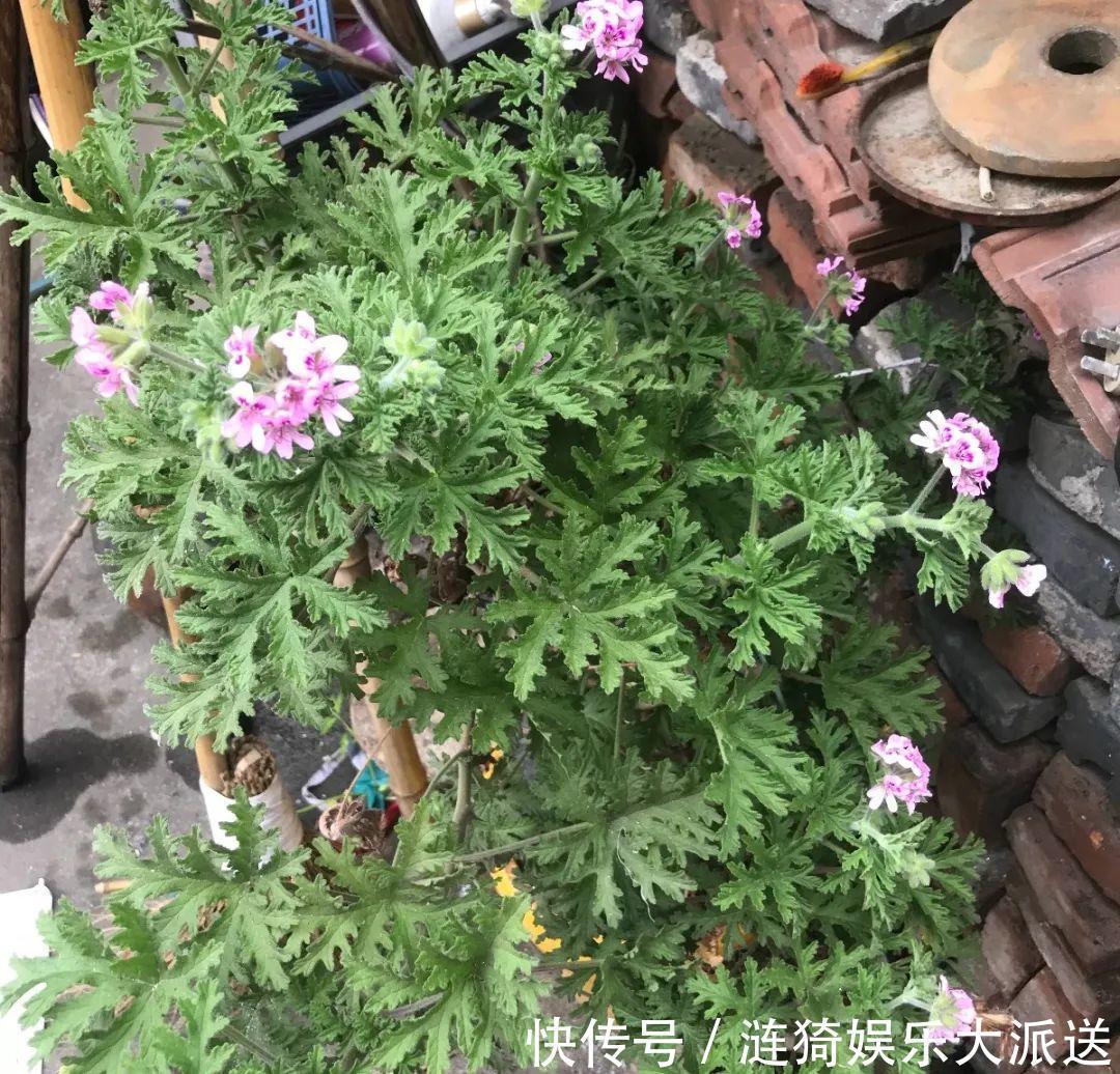 猪笼草|7种花插土里,立马长满院子,蚊虫不敢靠近!