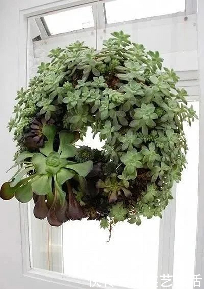 最全多肉养护法!十足干货!自己收藏就不用问别人啦!