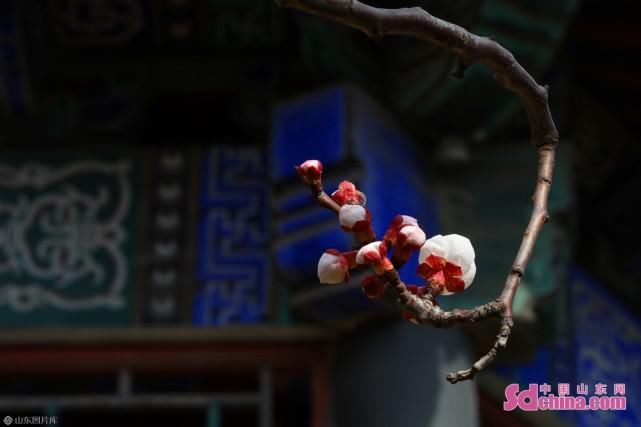 老年|繁杏似雪，新柳如丝：初春的大明湖景区生机盎然